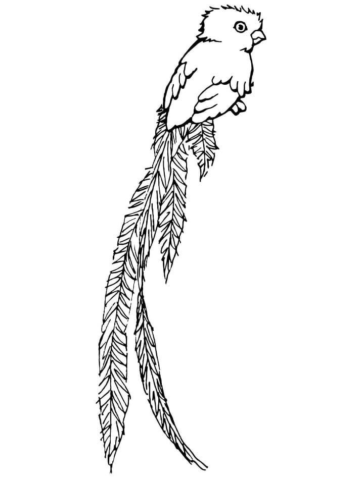 Dibujo gratuito Quetzal #180748 de la coleccion Animales para imprimir Dibujo gratuito Quetzal #180748 de la coleccion Animales para imprimir