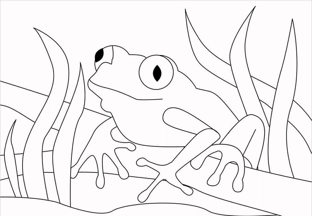 Dibujo gratuito Rana #187323 de la coleccion Animales para imprimir