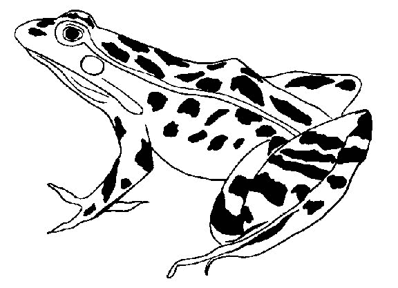 Dibujo para colorear: Rana (Animales) #7695 - Dibujos para Colorear e Imprimir Gratis