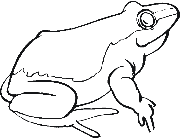 Dibujo para colorear: Rana (Animales) #7758 - Dibujos para Colorear e Imprimir Gratis