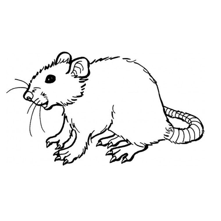 Dibujos de Rata 15162 (Animales) para colorear y pintar Páginas para