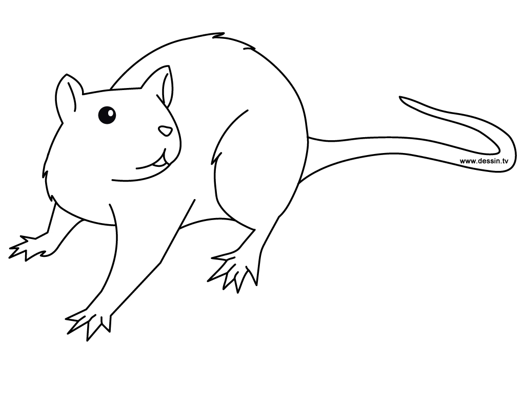 Rata (Animales) Dibujos para Colorear e Imprimir Gratis