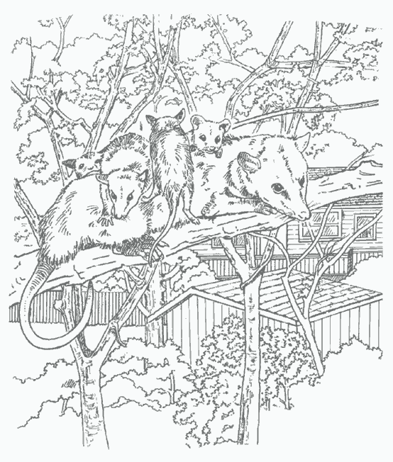 Dibujo para colorear: Rata (Animales) #15179 - Dibujos para Colorear e Imprimir Gratis