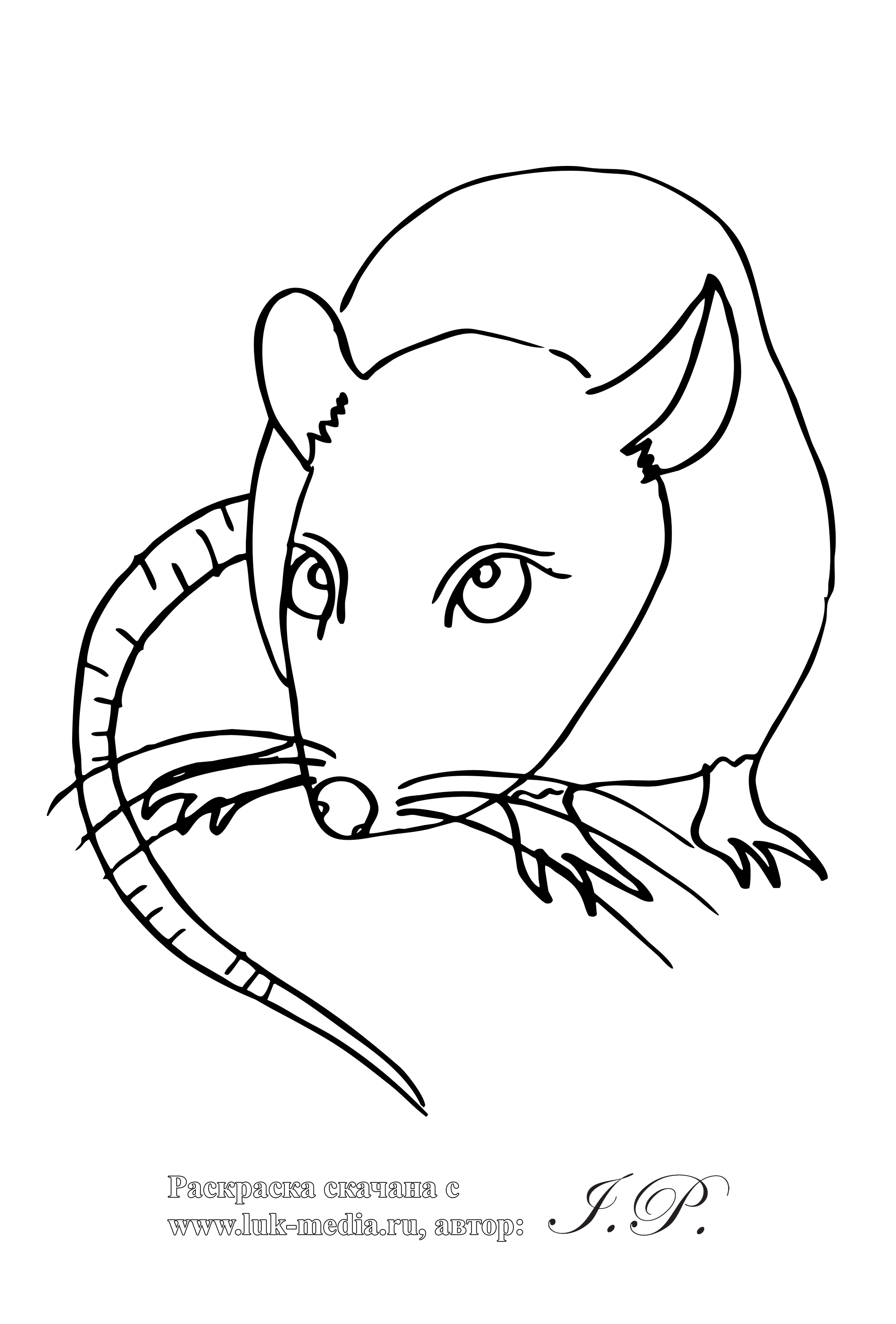Rata (Animales) Dibujos para Colorear e Imprimir Gratis