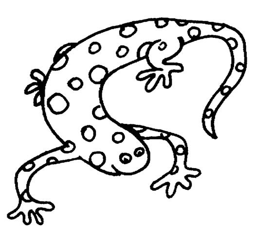 Dibujo para colorear: Salamandra (Animales) #19895 - Dibujos para Colorear e Imprimir Gratis