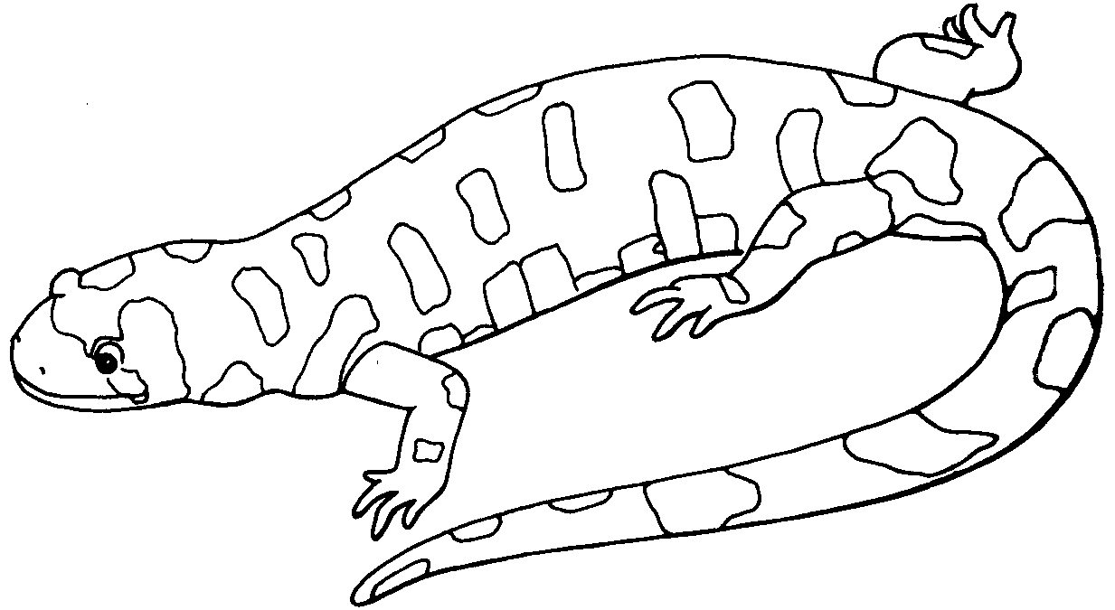 Dibujo para colorear: Salamandra (Animales) #19902 - Dibujos para Colorear e Imprimir Gratis