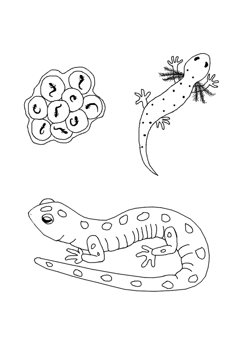 Dibujo para colorear: Salamandra (Animales) #19933 - Dibujos para Colorear e Imprimir Gratis
