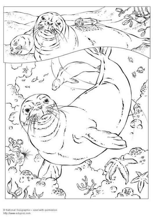 Dibujo para colorear: Sello (Animales) #16291 - Dibujos para Colorear e Imprimir Gratis