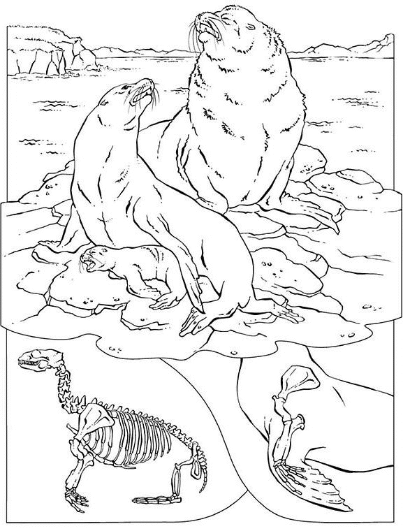 Dibujo para colorear: Sello (Animales) #16337 - Dibujos para Colorear e Imprimir Gratis