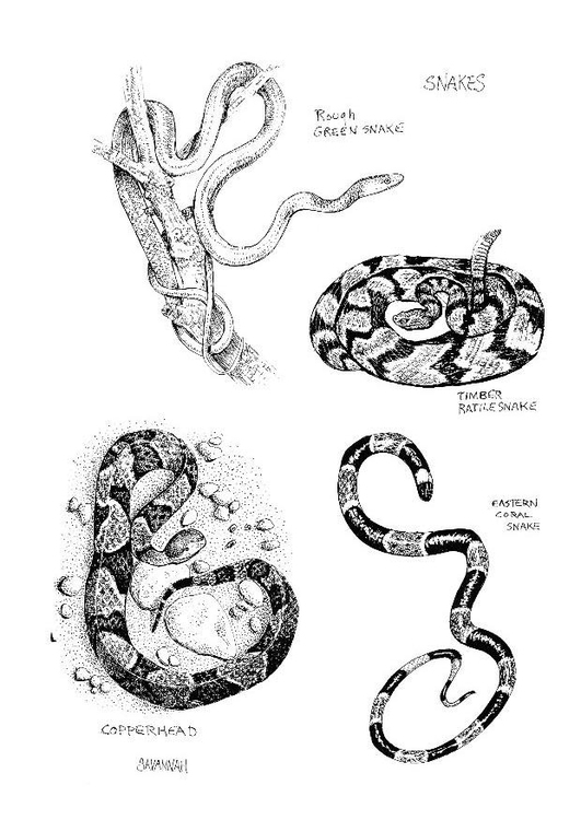 Dibujo para colorear: Serpiente (Animales) #14398 - Dibujos para Colorear e Imprimir Gratis