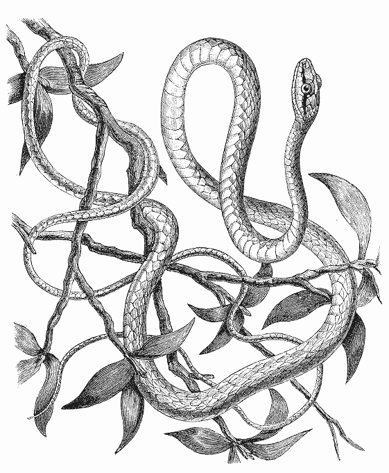 Dibujo para colorear: Serpiente (Animales) #14469 - Dibujos para Colorear e Imprimir Gratis
