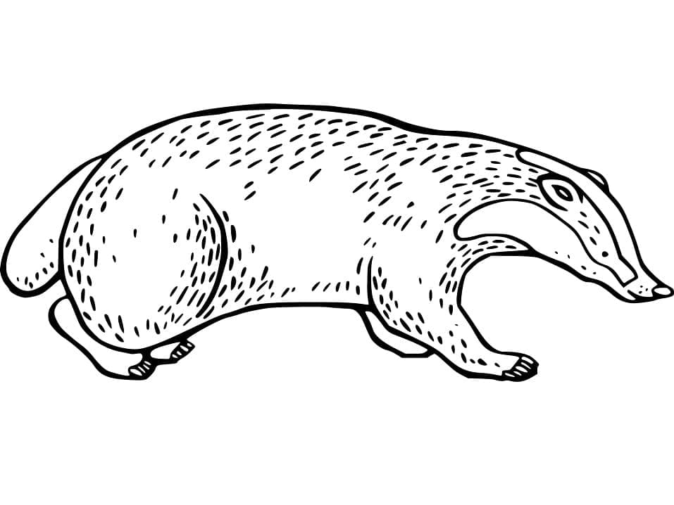 Dibujo gratuito Tejón #208833 de la coleccion Animales para imprimir