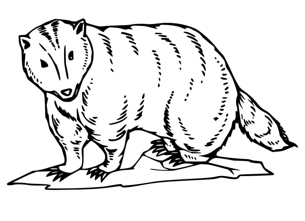 Dibujo gratuito Tejón #208834 de la coleccion Animales para imprimir