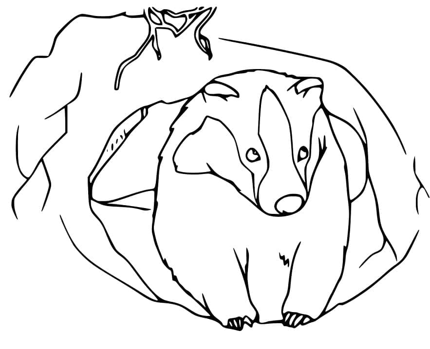 Dibujo gratuito Tejón #208846 de la coleccion Animales para imprimir Dibujo gratuito Tejón #208846 de la coleccion Animales para imprimir