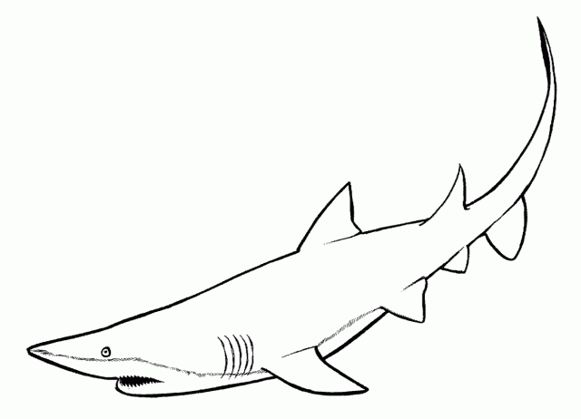 Dibujo para colorear: Tiburón (Animales) #14770 - Dibujos para Colorear e Imprimir Gratis