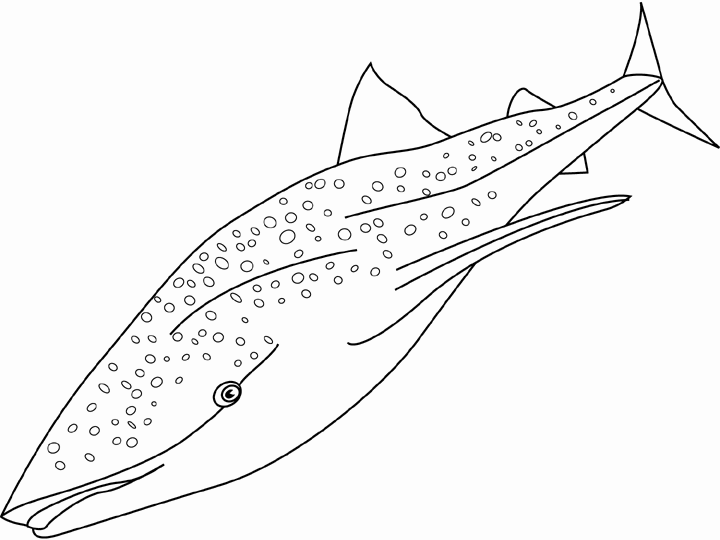 Dibujo para colorear: Tiburón (Animales) #14808 - Dibujos para Colorear e Imprimir Gratis