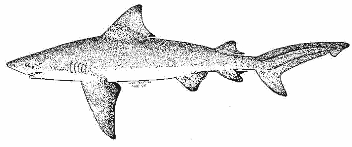 Dibujo para colorear: Tiburón (Animales) #14853 - Dibujos para Colorear e Imprimir Gratis
