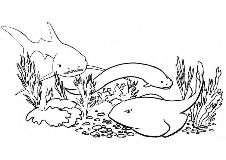 Dibujo para colorear: Tiburón (Animales) #14912 - Dibujos para Colorear e Imprimir Gratis