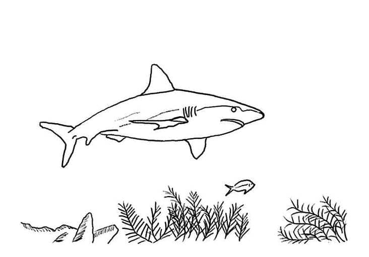 Dibujo gratuito Tiburón #177733 de la coleccion Animales para imprimir