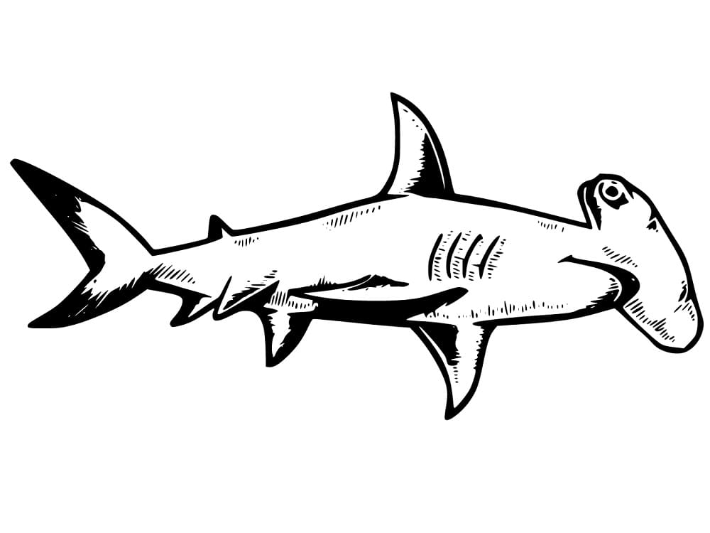 Dibujo gratuito Tiburón martillo #220996 de la coleccion Animales para imprimir