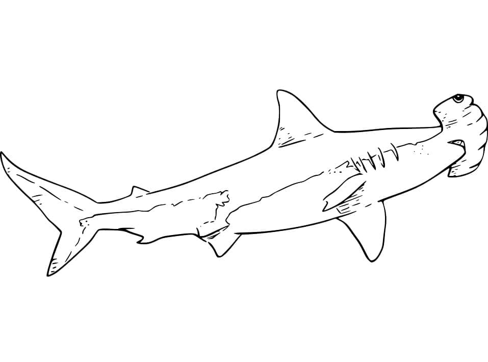 Dibujo gratuito Tiburón martillo #221004 de la coleccion Animales para imprimir