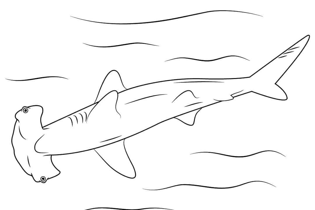 Dibujo gratuito Tiburón martillo #221020 de la coleccion Animales para imprimir