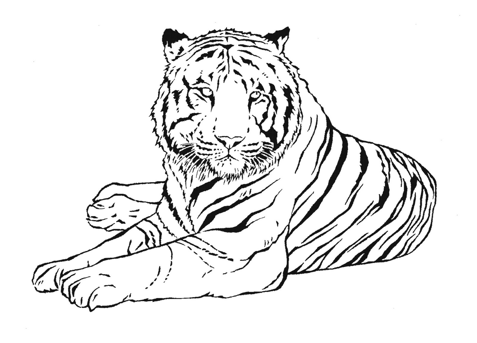 Dibujos de Tigre (Animales) para colorear y pintar – Páginas para imprimir
