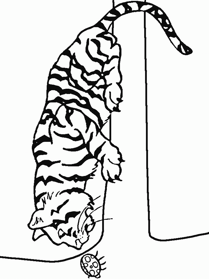 Dibujo para colorear: Tigre (Animales) #13651 - Dibujos para Colorear e Imprimir Gratis