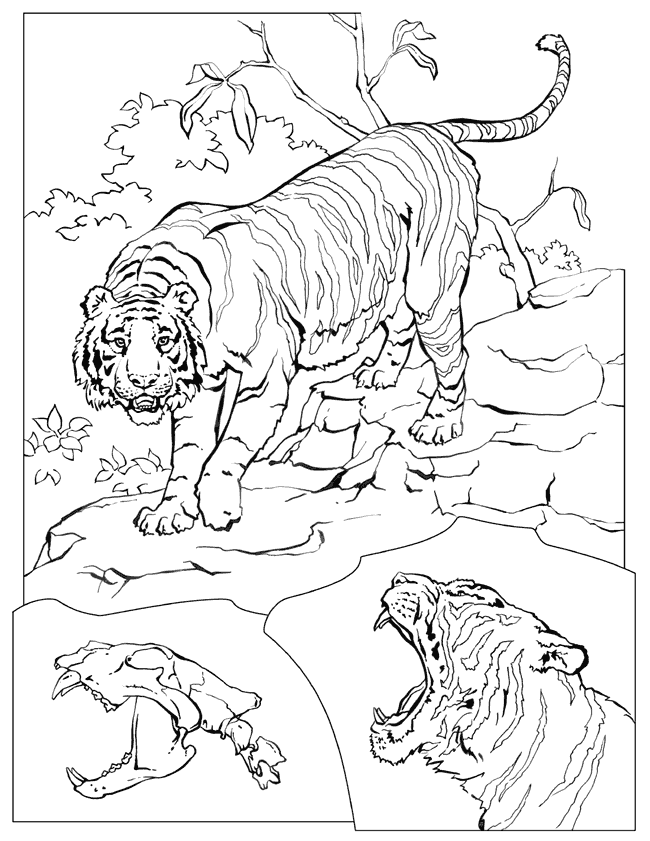 Dibujo para colorear: Tigre (Animales) #13683 - Dibujos para Colorear e Imprimir Gratis