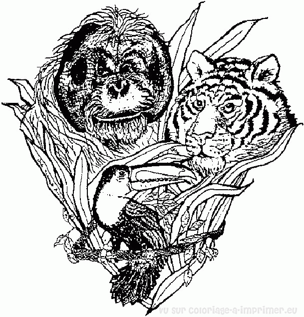 Dibujo para colorear: Tigre (Animales) #13756 - Dibujos para Colorear e Imprimir Gratis