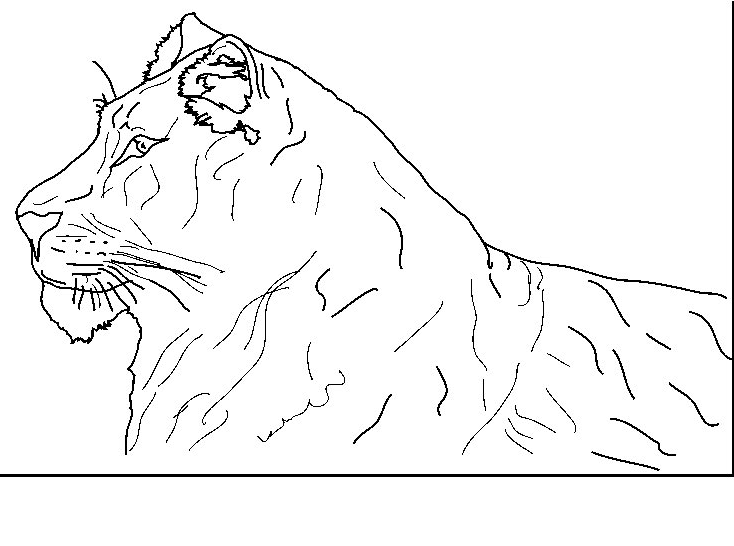 Dibujo para colorear: Tigre (Animales) #13758 - Dibujos para Colorear e Imprimir Gratis