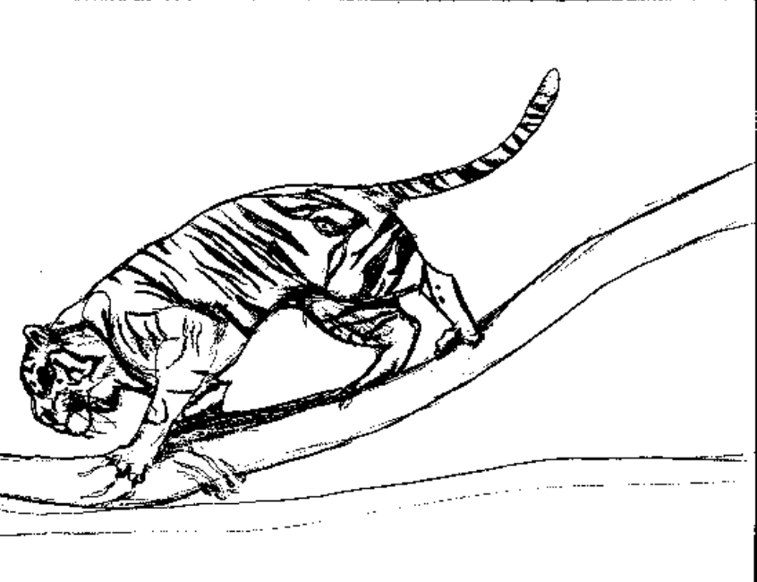 Dibujo para colorear: Tigre (Animales) #13760 - Dibujos para Colorear e Imprimir Gratis