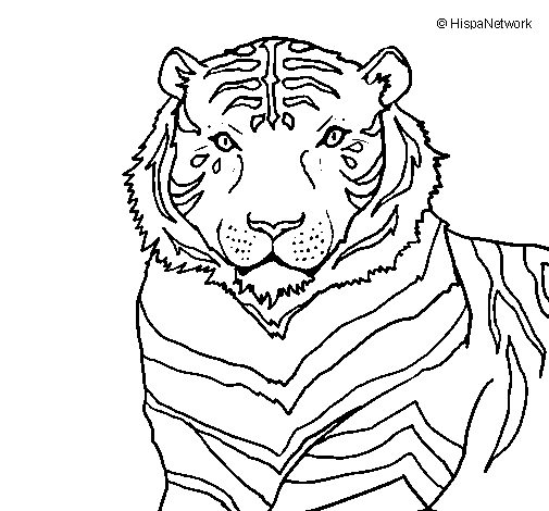 Dibujo para colorear: Tigre (Animales) #13772 - Dibujos para Colorear e Imprimir Gratis