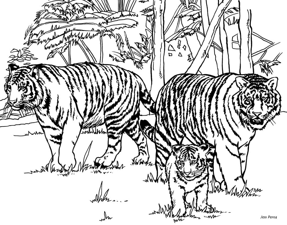 Dibujo gratuito Tigre #174905 de la coleccion Animales para imprimir