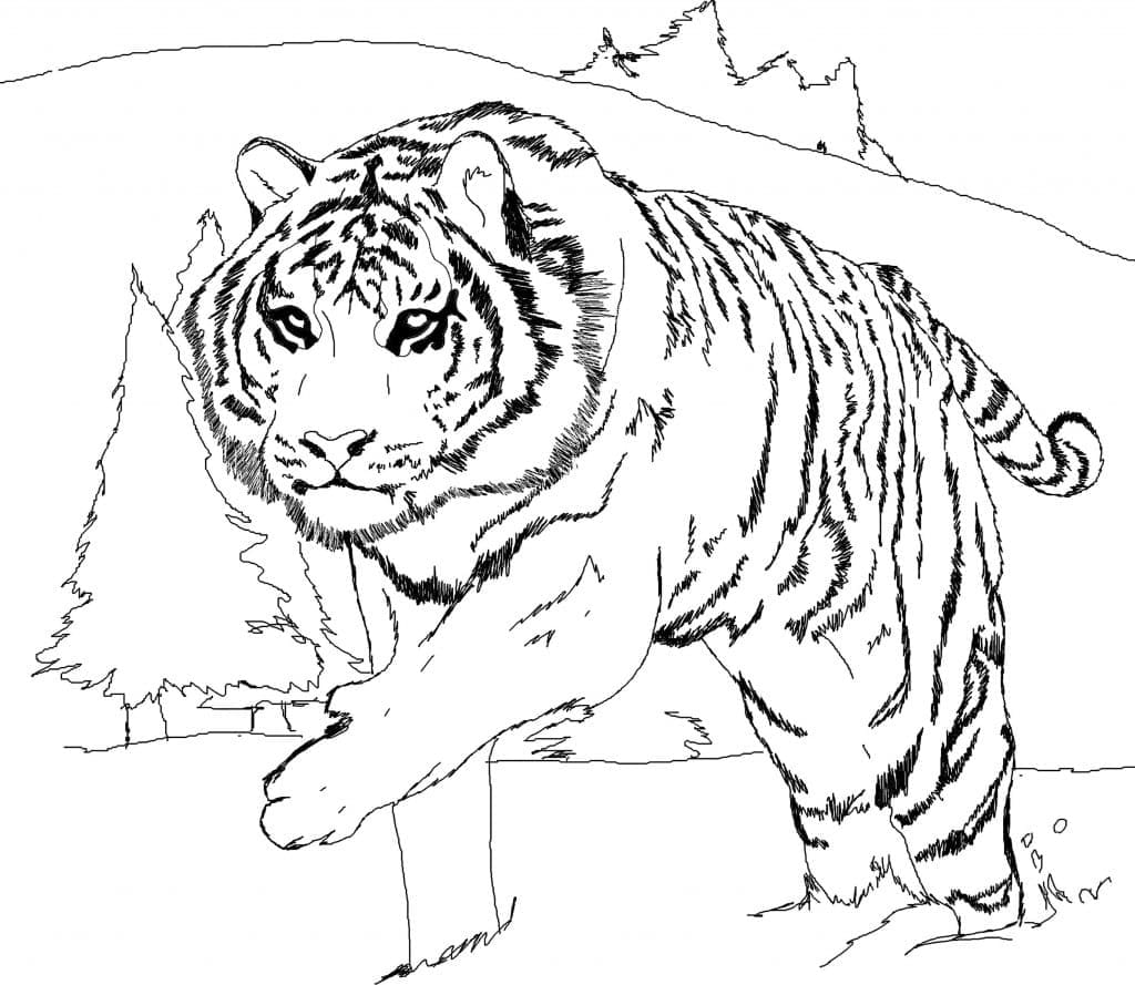 Dibujo gratuito Tigre #174918 de la coleccion Animales para imprimir Dibujo gratuito Tigre #174918 de la coleccion Animales para imprimir