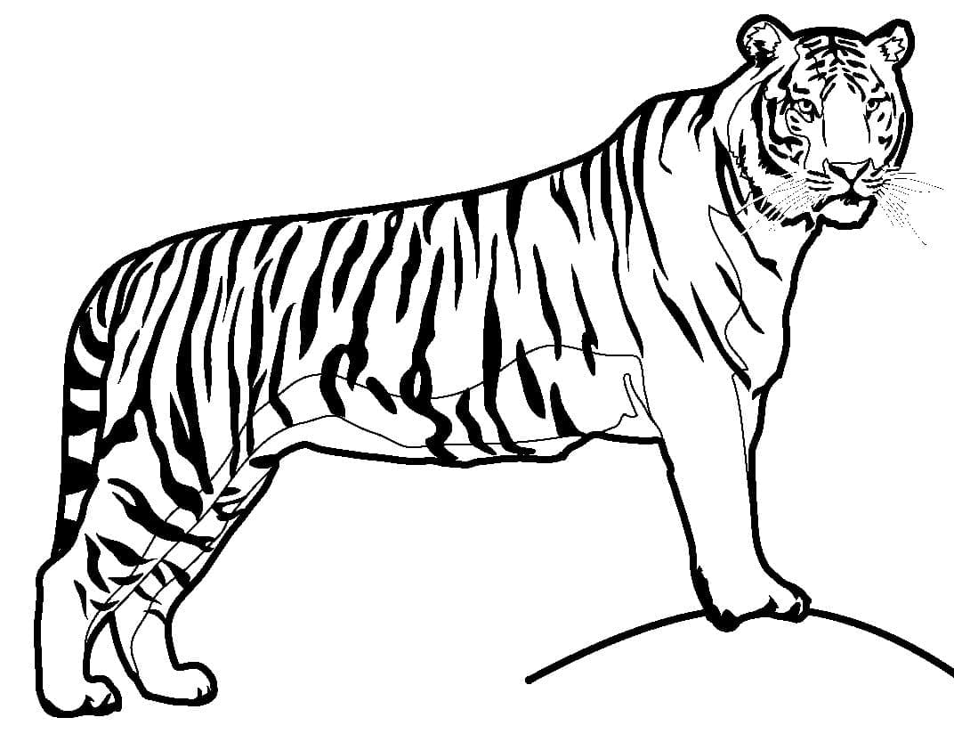 Dibujo gratuito Tigre #174931 de la coleccion Animales para imprimir
