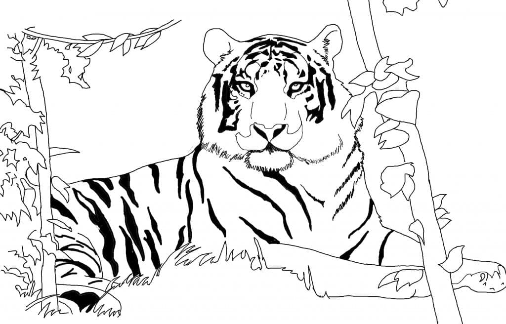 Dibujo gratuito Tigre #174934 de la coleccion Animales para imprimir