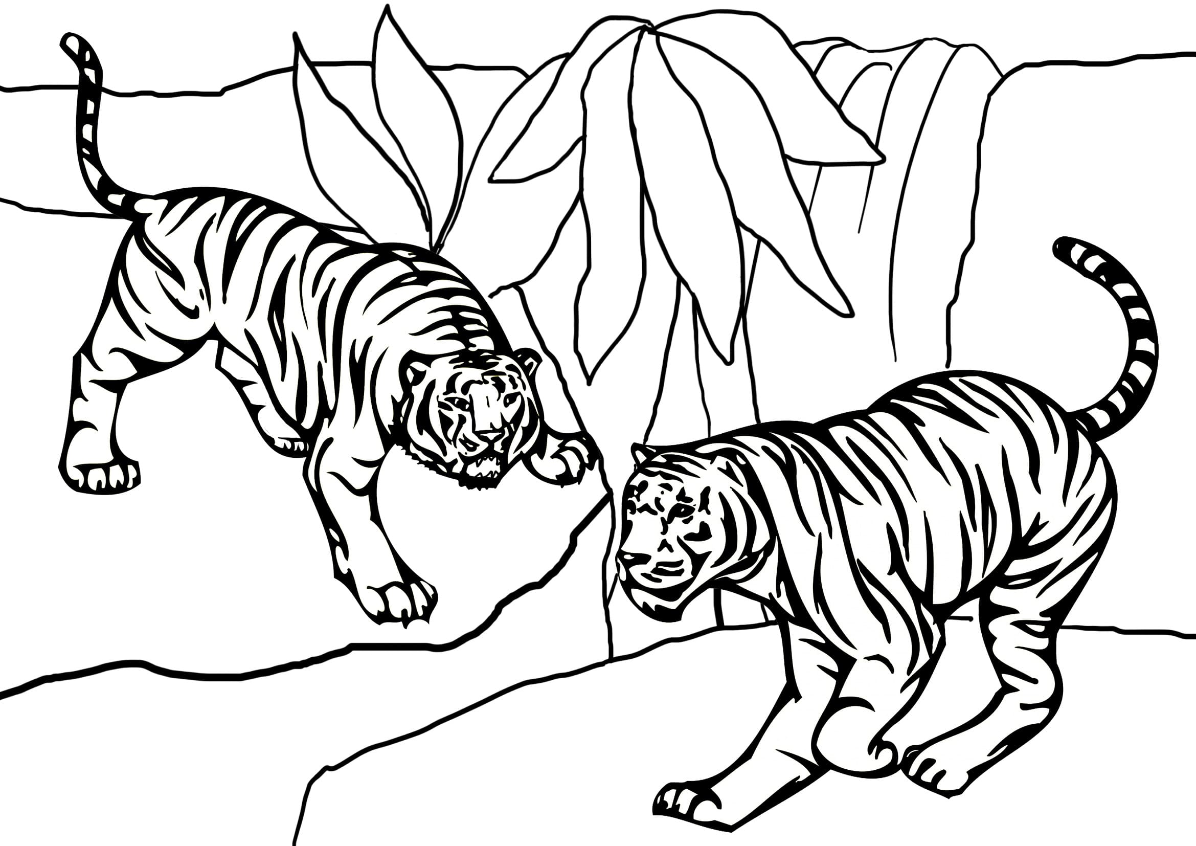 Dibujo gratuito Tigre #174938 de la coleccion Animales para imprimir Dibujo gratuito Tigre #174938 de la coleccion Animales para imprimir