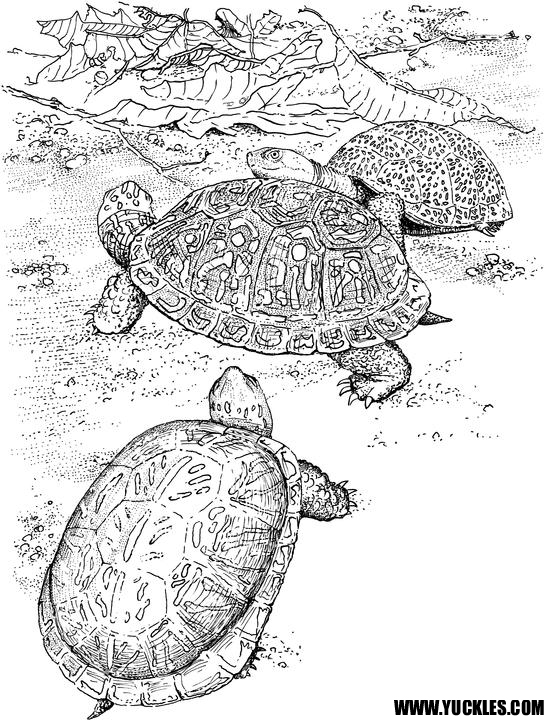 Dibujo para colorear: Tortuga (Animales) #13470 - Dibujos para Colorear e Imprimir Gratis