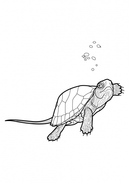 Dibujo para colorear: Tortuga (Animales) #13483 - Dibujos para Colorear e Imprimir Gratis