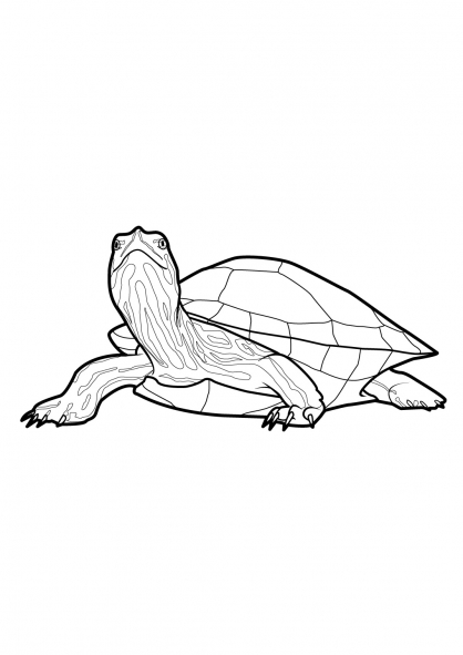 Dibujo para colorear: Tortuga (Animales) #13550 - Dibujos para Colorear e Imprimir Gratis