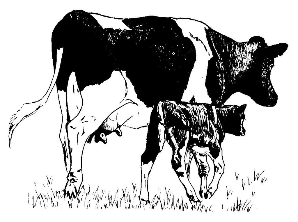 Dibujo para colorear: Vaca (Animales) #13345 - Dibujos para Colorear e Imprimir Gratis