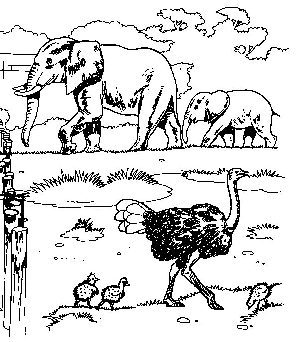 Dibujo para colorear: Zoo (Animales) #12659 - Dibujos para Colorear e Imprimir Gratis