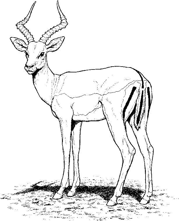 Dibujo para colorear: Zoo (Animales) #12844 - Dibujos para Colorear e Imprimir Gratis