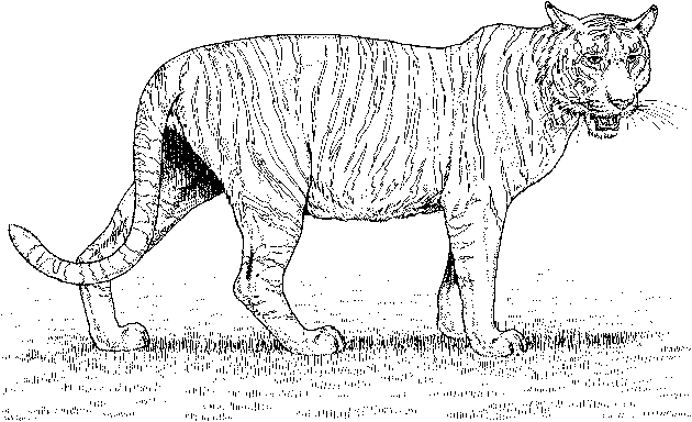 Dibujo para colorear: Zoo (Animales) #12901 - Dibujos para Colorear e Imprimir Gratis