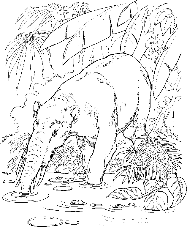 Dibujo para colorear: Zoo (Animales) #12903 - Dibujos para Colorear e Imprimir Gratis