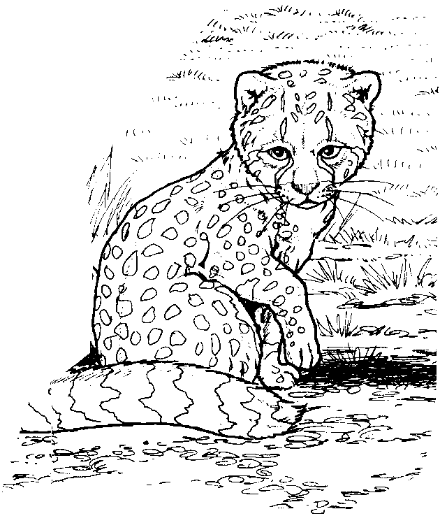 Dibujo para colorear: Zoo (Animales) #12914 - Dibujos para Colorear e Imprimir Gratis