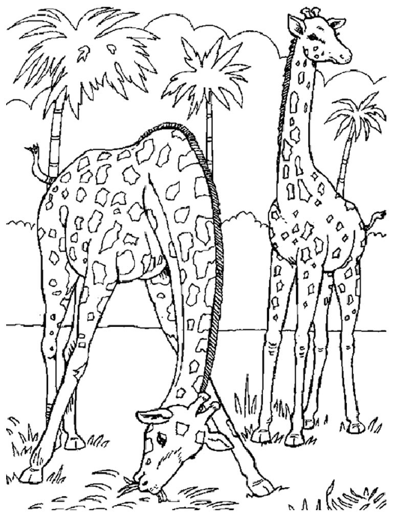 Dibujo para colorear: Zoológico (Animales) #12703 - Dibujos para Colorear e Imprimir Gratis