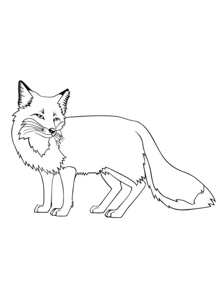 Dibujo gratuito Zorro #179478 de la coleccion Animales para imprimir
