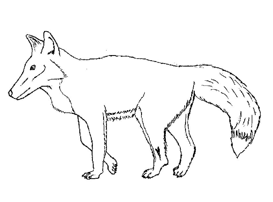 Dibujo gratuito Zorro #179487 de la coleccion Animales para imprimir